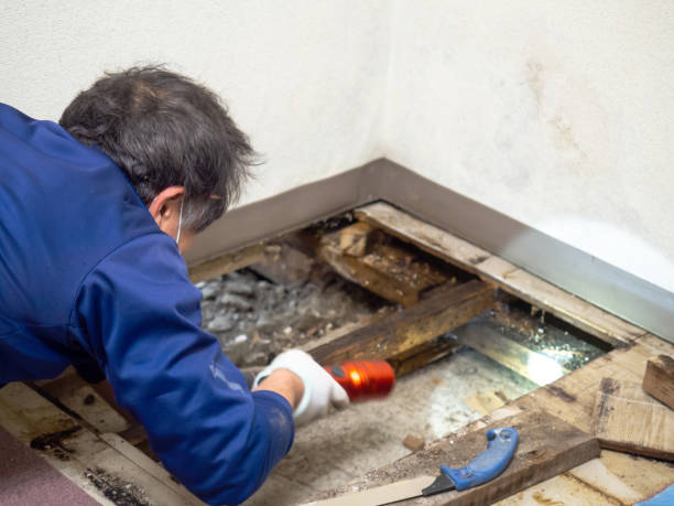 Best Mold Testing  in Idyllwild Pine Cove, CA