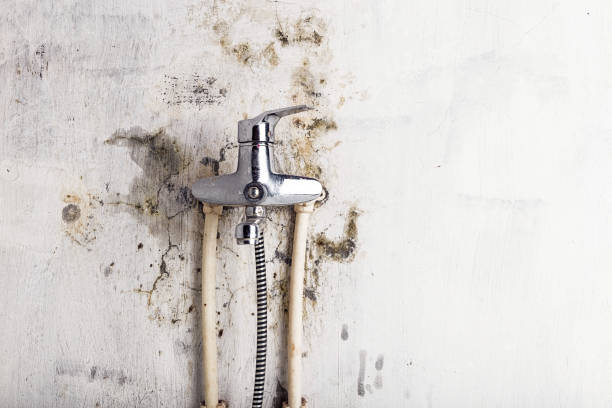 Idyllwild Pine Cove, CA Mold Removal Company