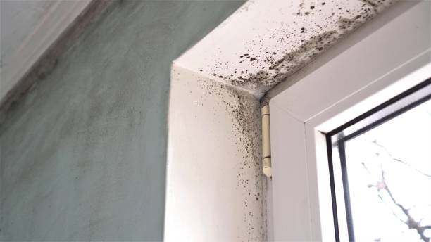 Best Attic Mold Removal  in Idyllwild Pine Cove, CA