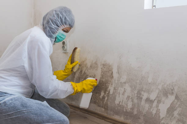 Best Mold Testing  in Idyllwild Pine Cove, CA