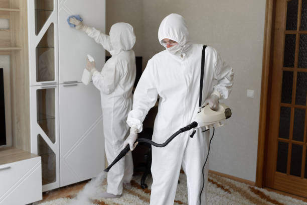 Mold Removal Process in Idyllwild Pine Cove, CA