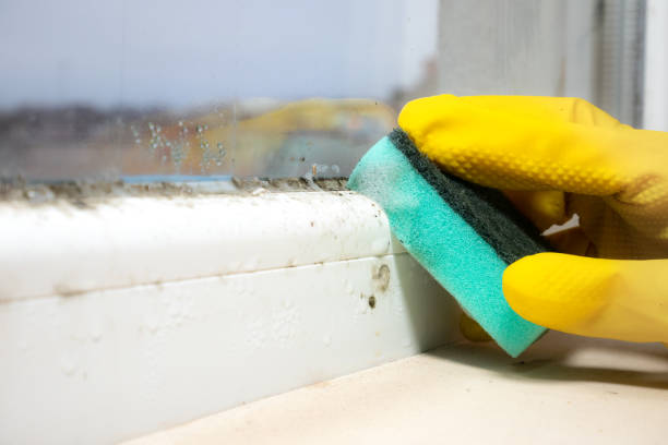 Office Mold Removal Services in Idyllwild Pine Cove, CA