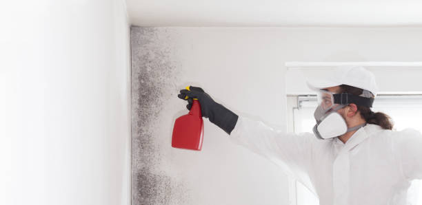 Best Attic Mold Removal  in Idyllwild Pine Cove, CA