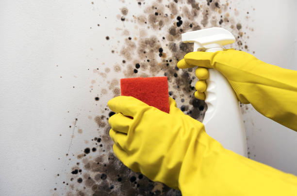 Best Commercial Mold Removal  in Idyllwild Pine Cove, CA