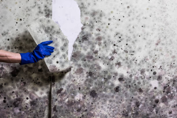 Best Black Mold Removal  in Idyllwild Pine Cove, CA