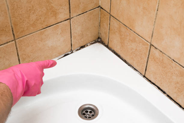 Best Best Mold Removal Companies  in Idyllwild Pine Cove, CA
