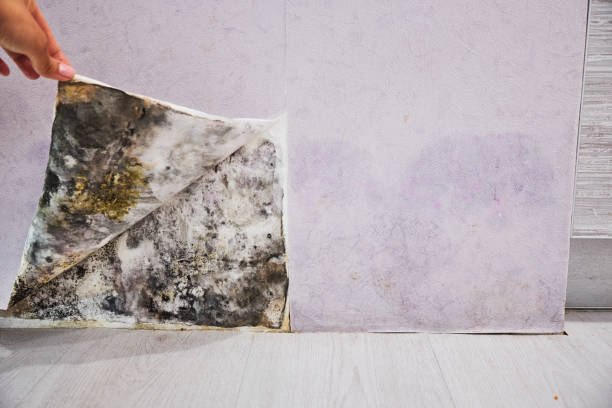 Best Affordable Mold Removal  in Idyllwild Pine Cove, CA